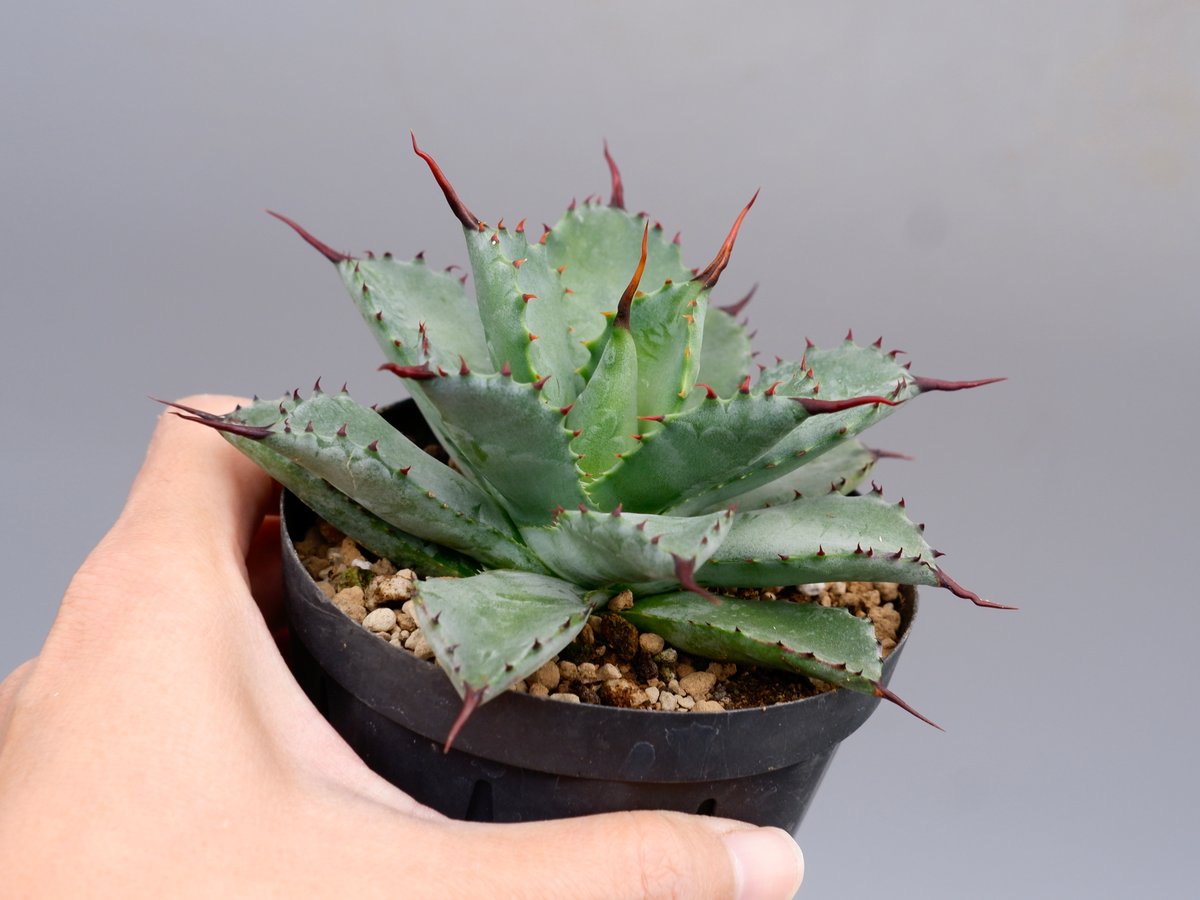 曲刺八雷（八荒殿×雷神 Agave macroacantha × potatorum）八荒