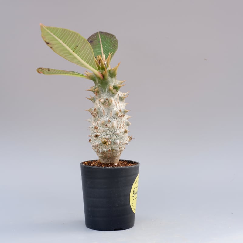 パキポディウム バロニー実生株020 Pachypodium baronii 脇芽あり | S