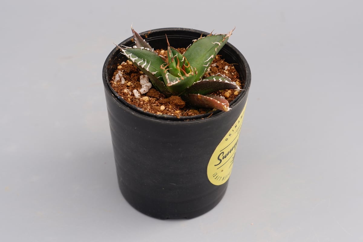 アガベ チタノタ シーザー Agave titanota caesar 080 | Sunny