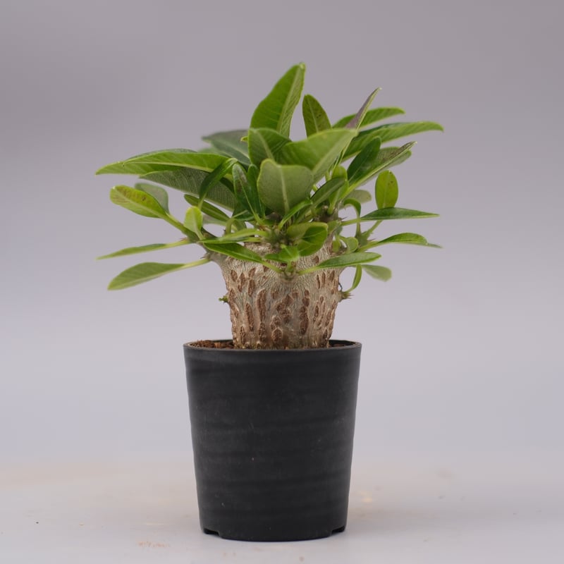 パキポディウム ウィンゾリー 実生株 100 Pachypodium windsorii |