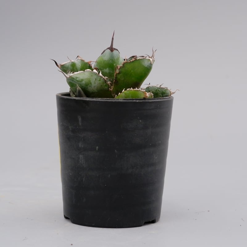 アガベ チタノタ ブラックアンドブルー Agave titanota BB 059 【子株