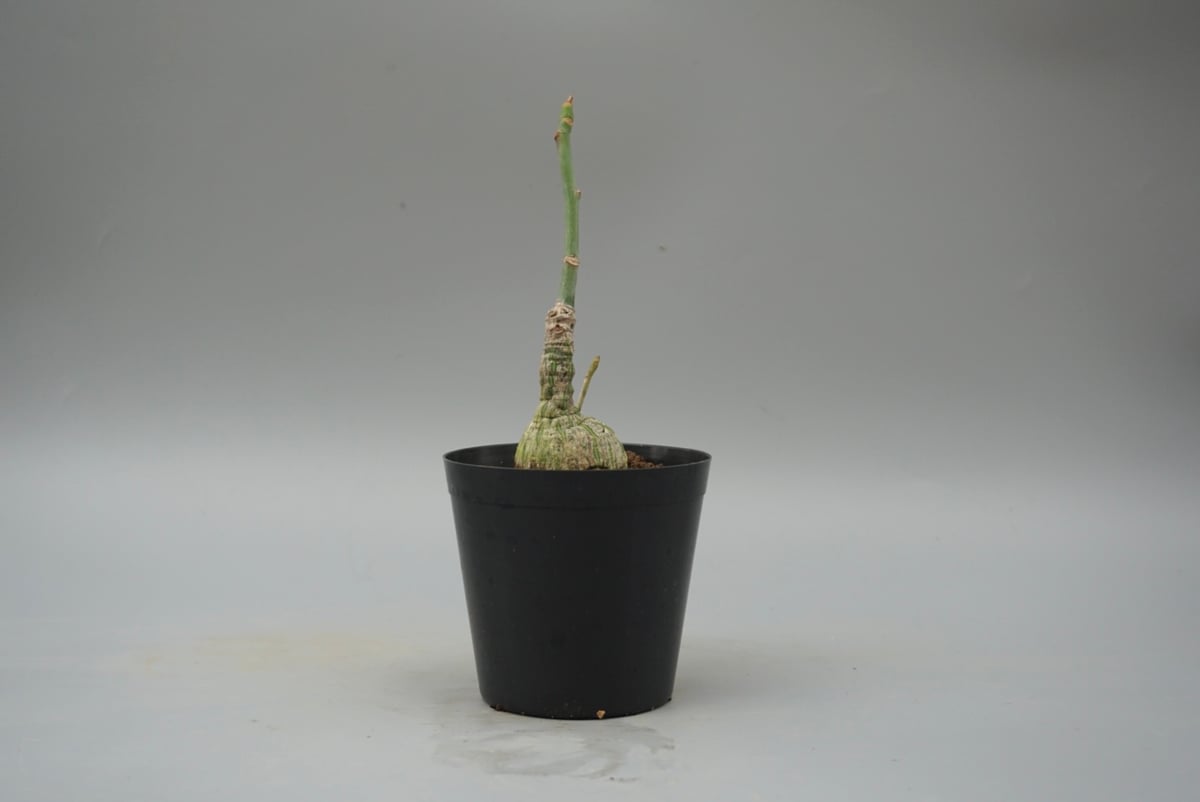 まんまる型 プセウド ボンバックス 048 Pseudobombax ellipticum |