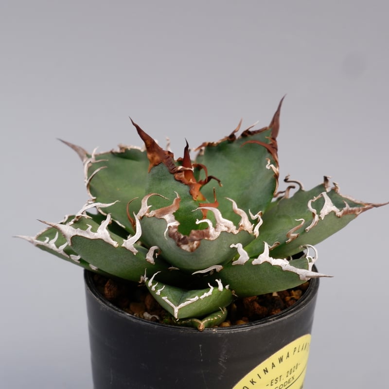 アガベ チタノタ シーザー Agave titanota caesar 144 | Sunny