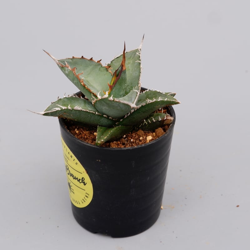アガベ オテロイ 実生株 Agave oteroi seeding 086 | Sunny