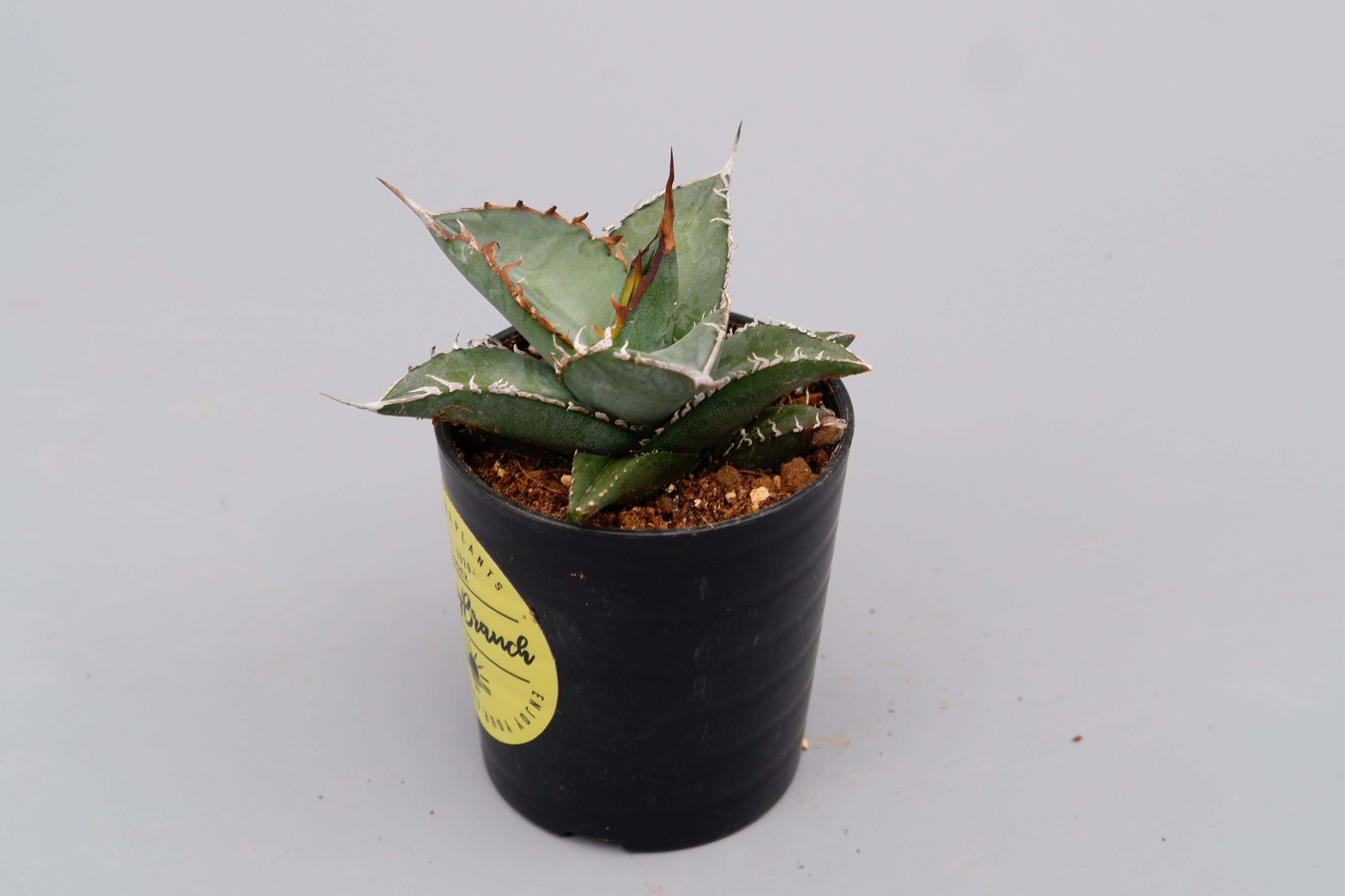 アガベ オテロイ 実生株 Agave oteroi seeding 086 | Sunny