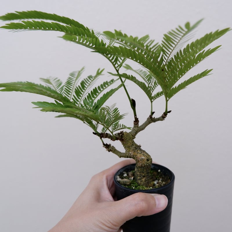 エバーフレッシュ Ever Fresh Tree エバーフレッシュ I インドアプランツ I プラント