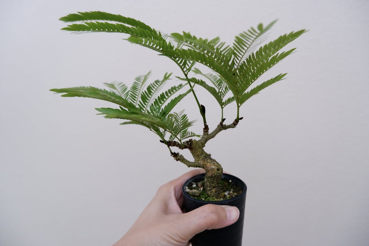 エバーフレッシュ 手乗りサイズ② | Sunny Branch