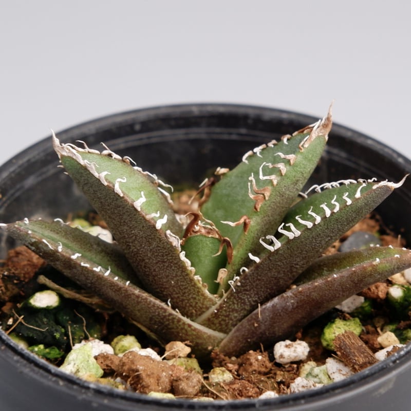 アガベ チタノタ シーザー Agave titanota caesar 023 | Sunny