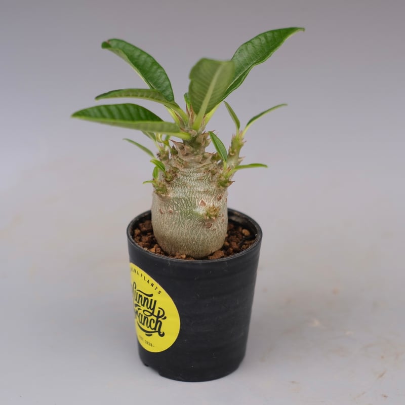 パキポディウム ウィンゾリー 実生株 112 Pachypodium windsorii |
