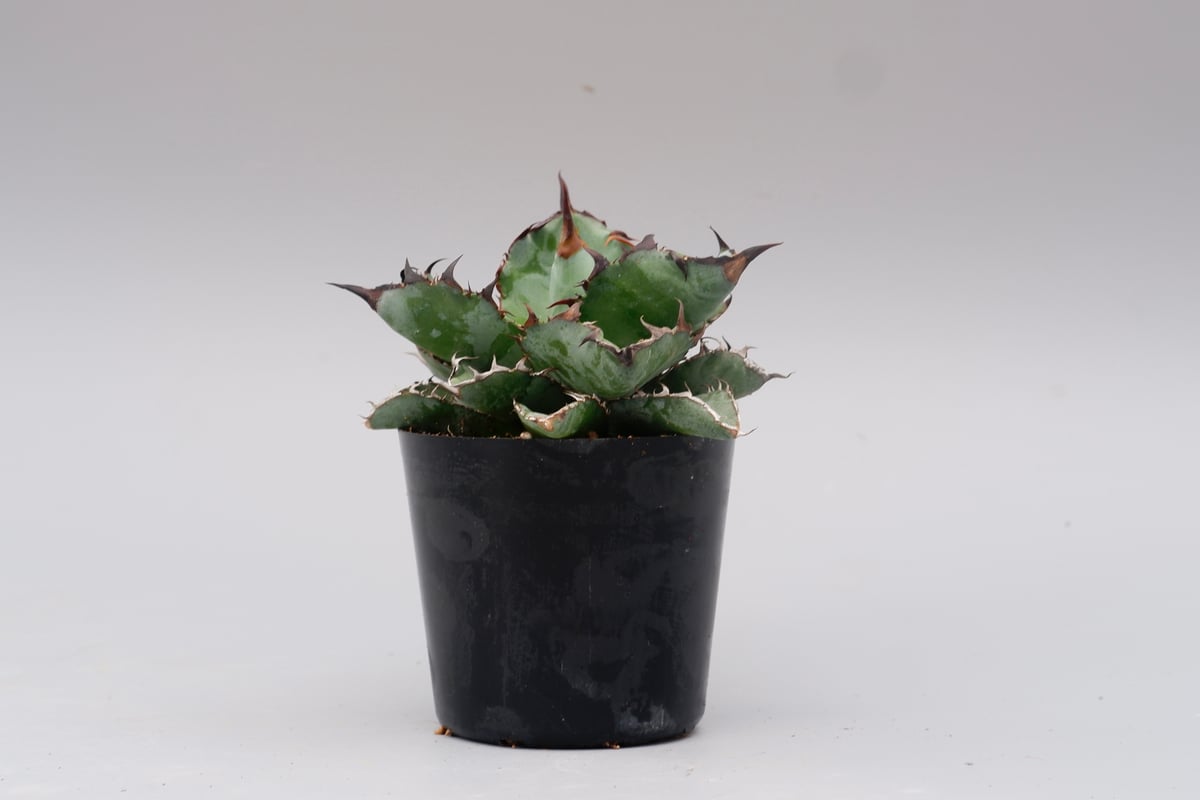 アガベ チタノタ ブラックアンドブルー Agave titanota BB 082 | Sun