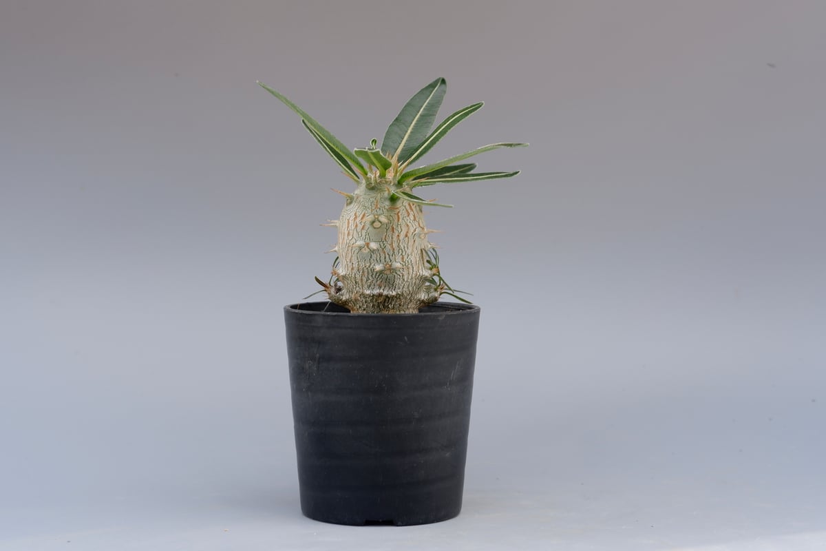 パキポディウム カクチペス 実生株 002 Pachypodium cactipes