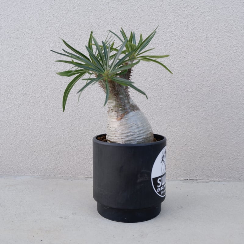 パキポディウム グラキリス013 Pachypodium grachilius【発根済み】