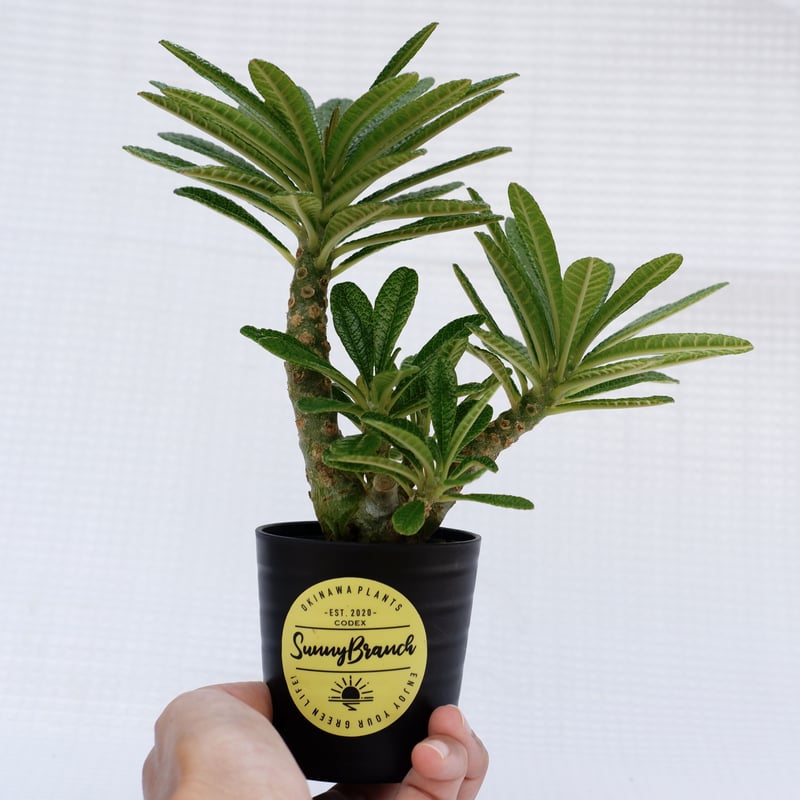 ドルステニア ギガス018 Dorstenia gigas | Sunny Branch