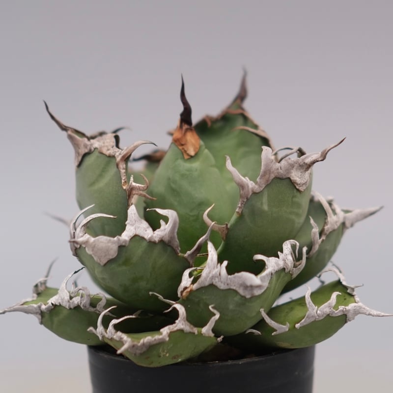 アガベ チタノタ シーザー Agave titanota caesar 184 | Sunny