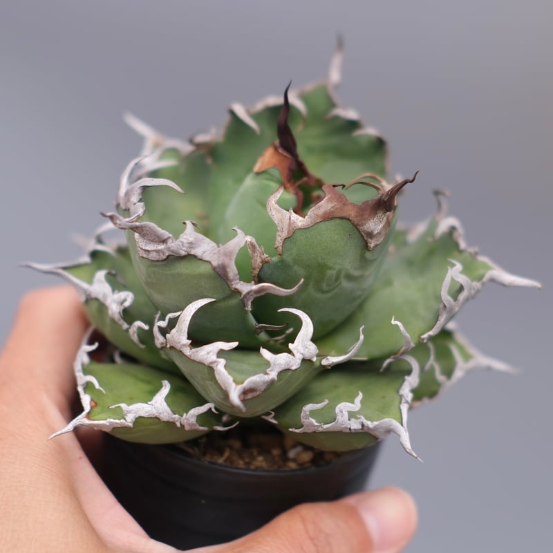 美株❗️ アガベ　チタノタ　シーザー　【19】 アガベ チタノタ シーザー Agave titanota caesar 184 | Sunny