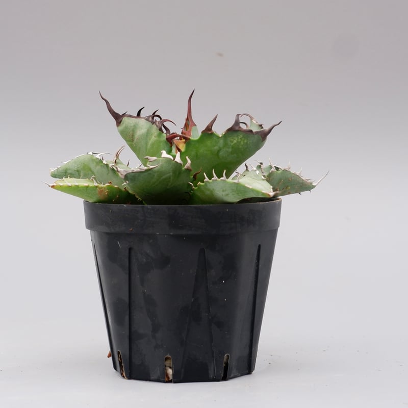 アガベ オテロイ 実生株 Agave oteroi seeding 102 | Sunny