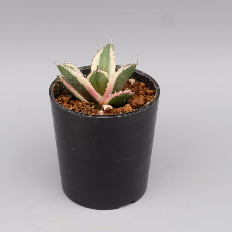 アガベ チタノタ スナグルトゥース Agave titanota Snaggle Tooth