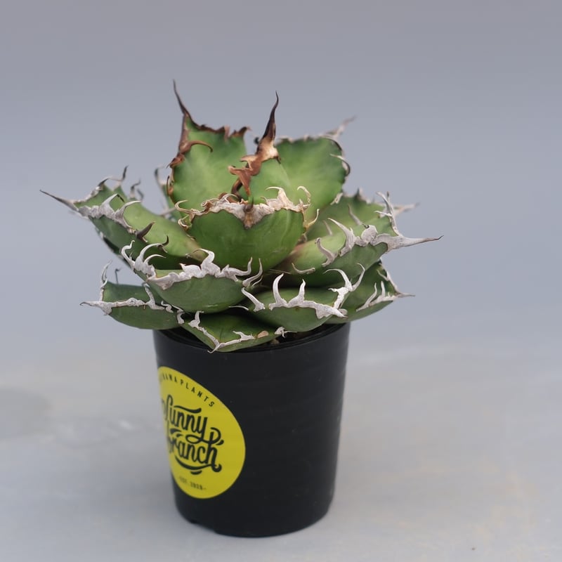 アガベ　チタノタ　シーザー アガベ チタノタ シーザー Agave titanota caesar 195 | Sunny