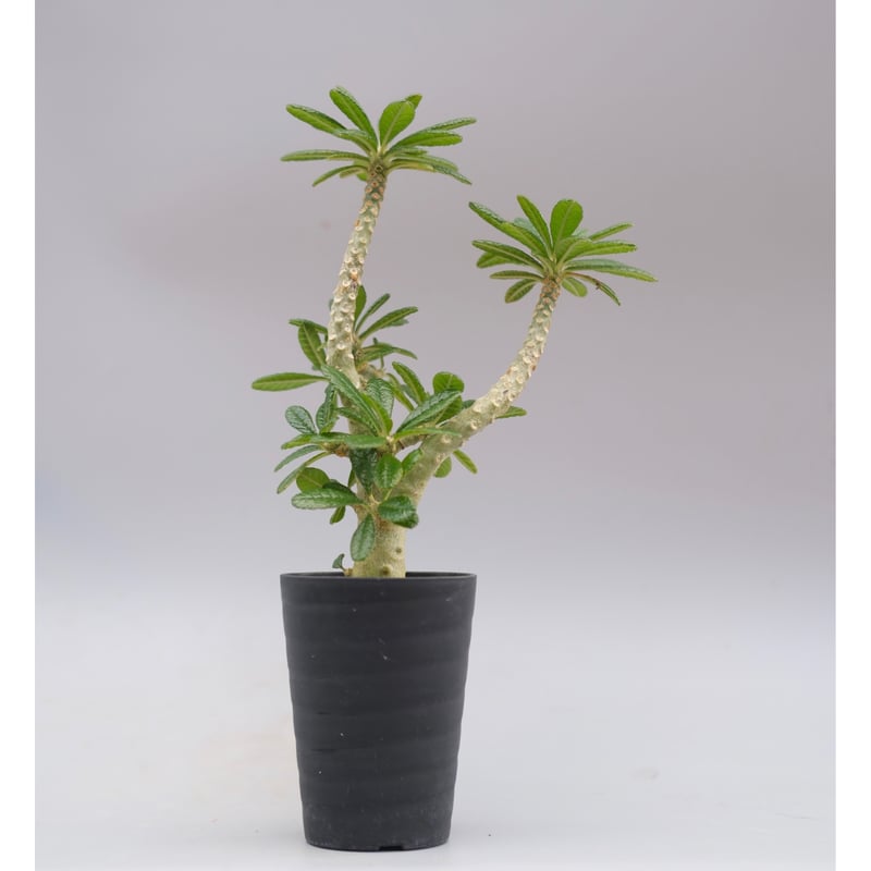 ケ*ン様 ドルステニア ギガス 鉢ごと ドルステニア ギガス 3号 鉢セット - 観葉植物・生花・ドライ