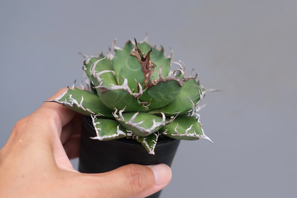アガベ チタノタ シーザー Agave titanota caesar 169 | Sunny