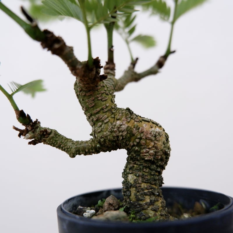 エバーフレッシュ 2 エバーフレッシュ LL – 鉢人Green