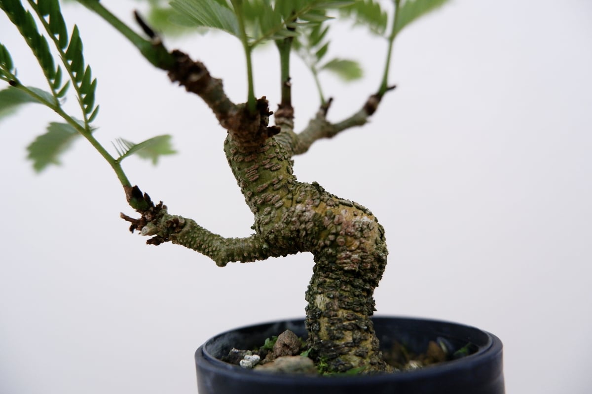 エバーフレッシュ 手乗りサイズ② | Sunny Branch