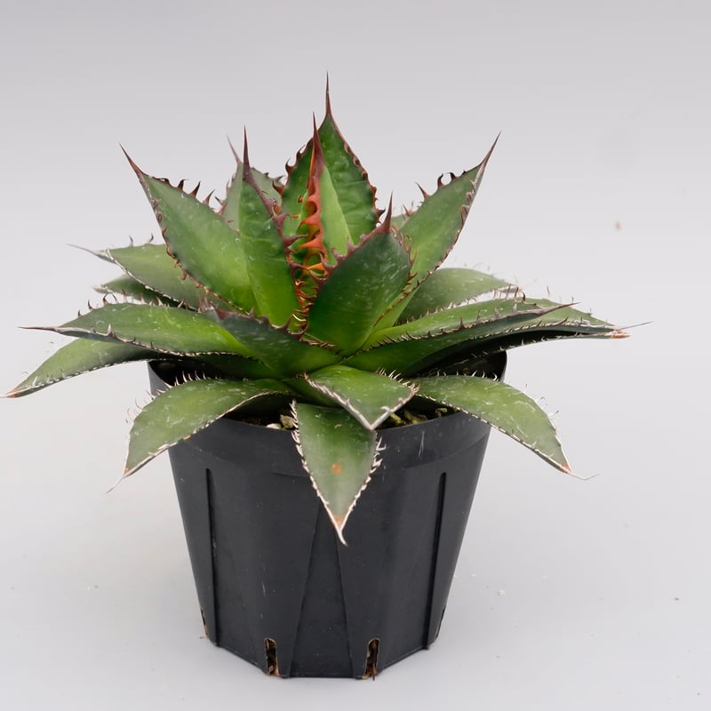 アガベ ホリダ 038 Agave horrida 強棘 | Sunny Branch