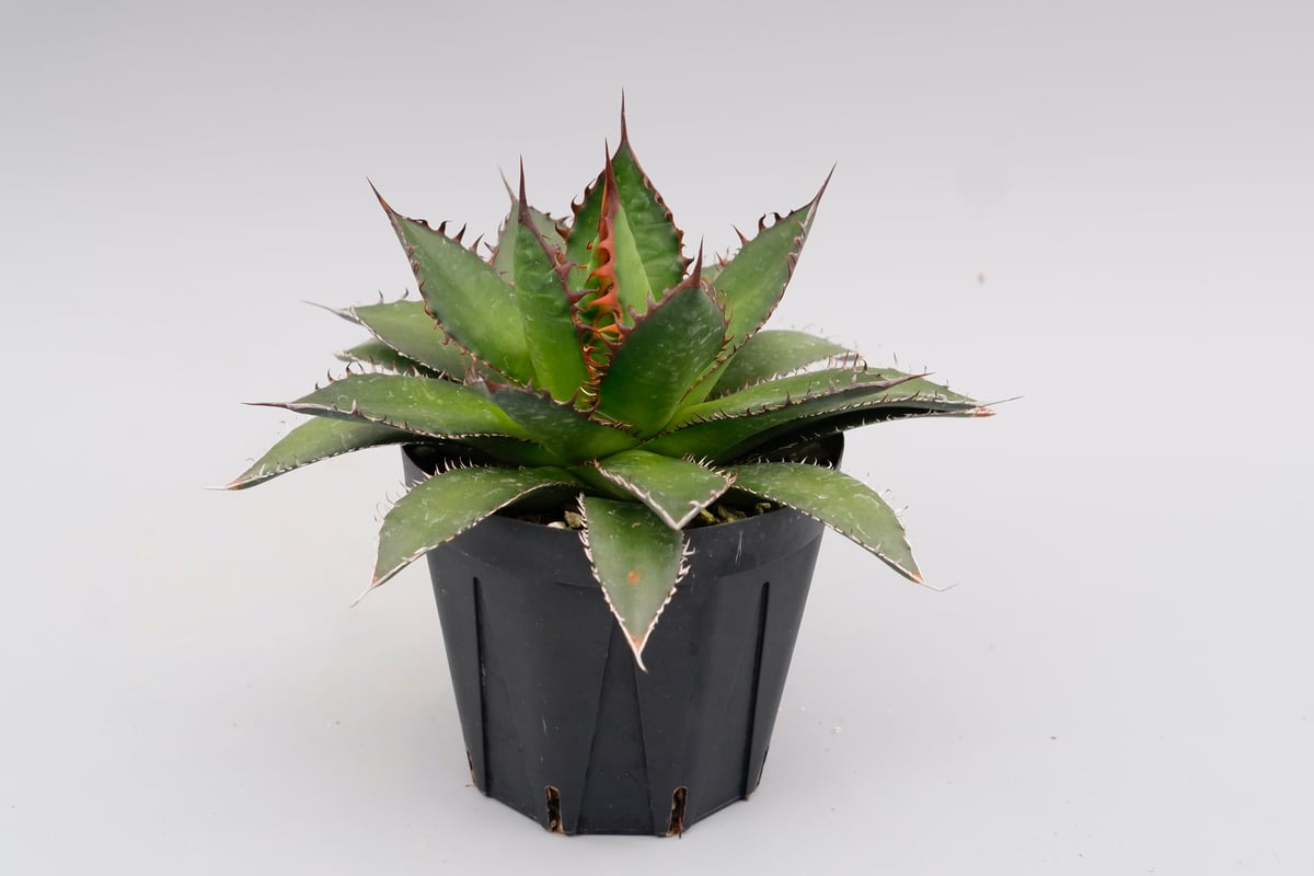 アガベ ホリダ 038 Agave horrida 強棘 | Sunny Branch