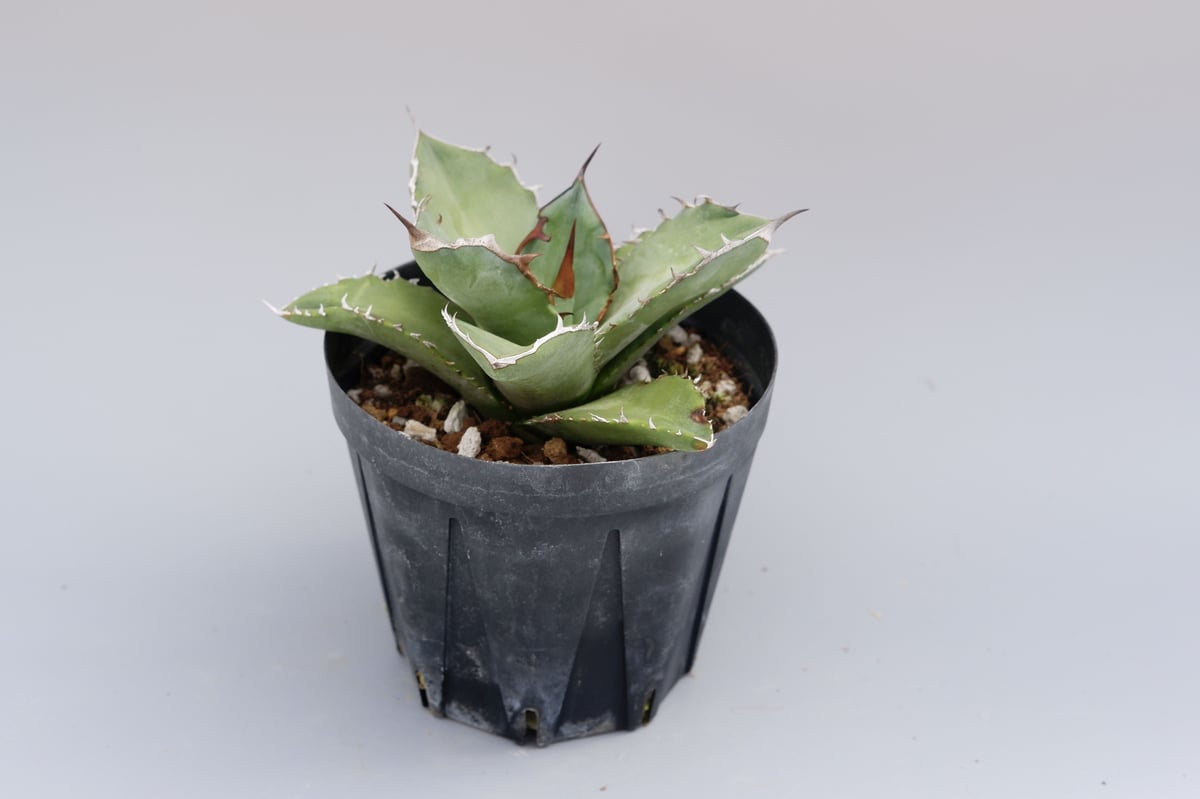アガベ オテロイ 実生株 Agave oteroi seeding 042 | Sunny アガベ オテロイ 実生株 Agave oteroi seeding 042 | Sunny