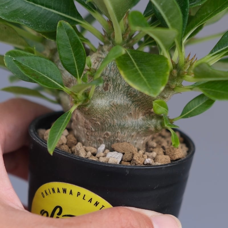 パキポディウム ウィンゾリー 実生株 096 Pachypodium windsorii |