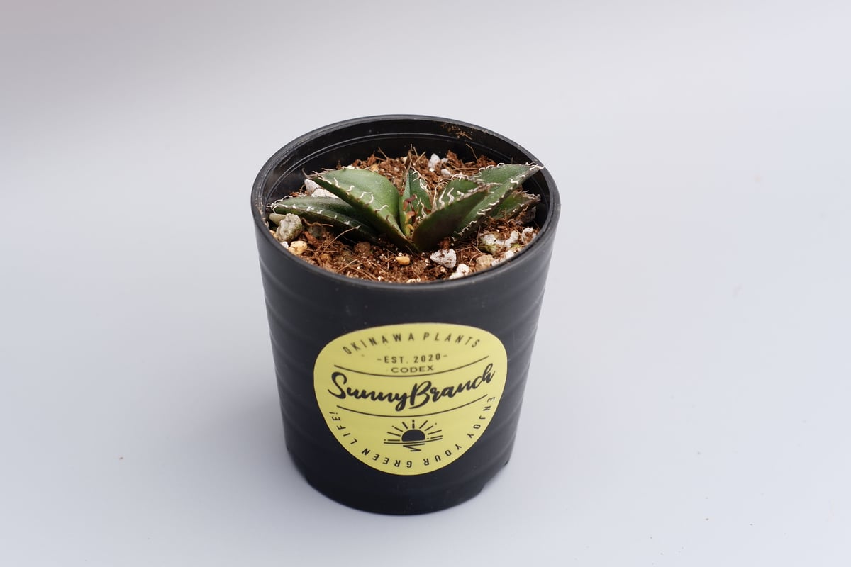アガベ　チタノタ　シーザー アガベ チタノタ シーザー Agave titanota caesar 011 | Sunny