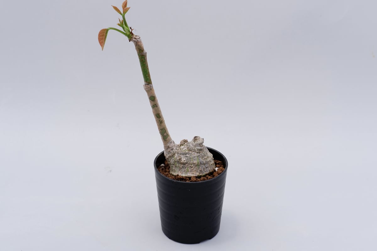 プセウド ボンバックス まん丸仕立て011 Pseudobombax ellipticum |