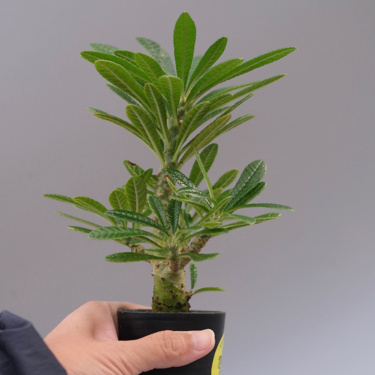 ドルステニア ギガス063 Dorstenia gigas | Sunny Branch