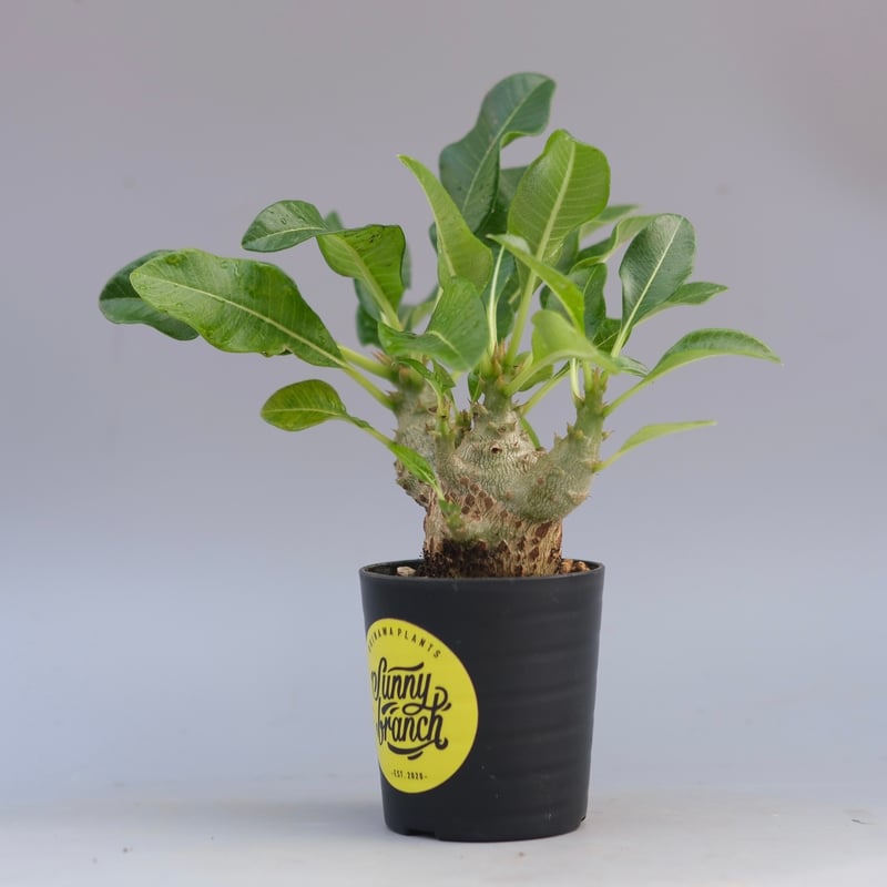 E-JI　ウィンゾリー パキポディウム ウィンゾリー 実生株 091 Pachypodium windsorii |