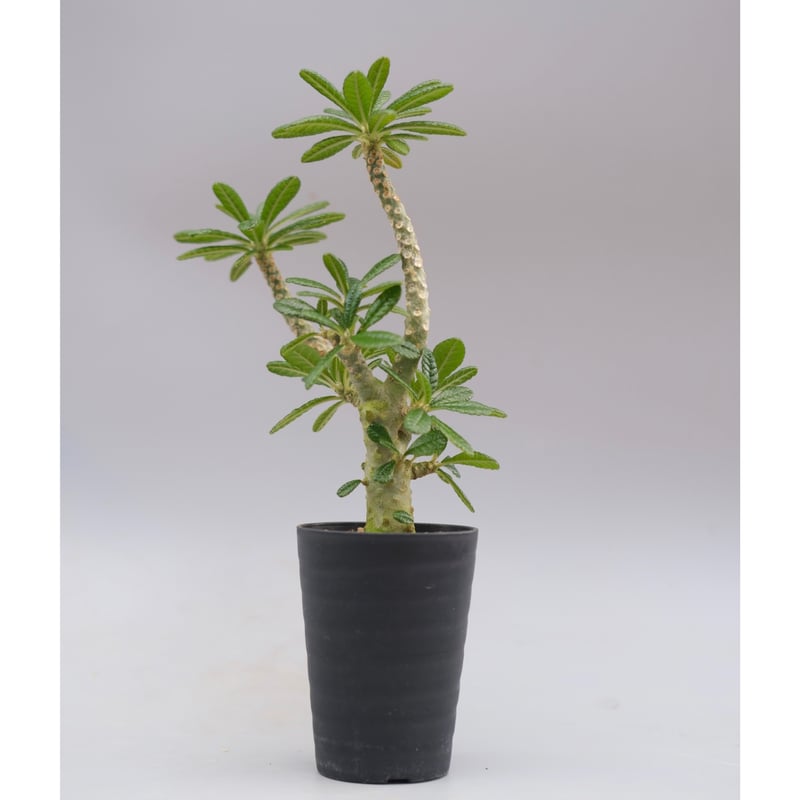 ドルステニア ギガス045 Dorstenia gigas | Sunny Branch