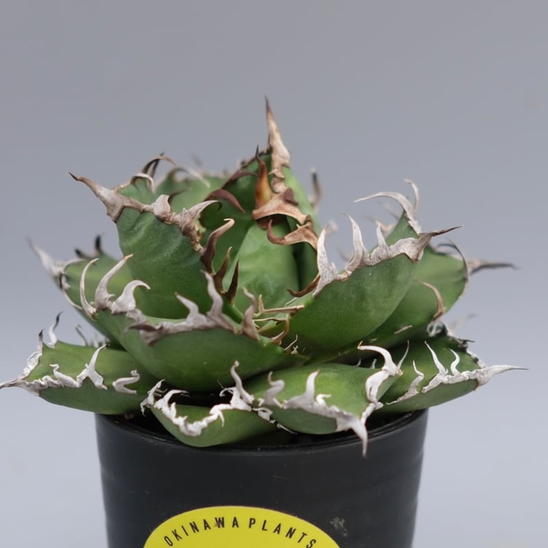 アガベ チタノタ シーザー Agave titanota caesar 169 | Sunny