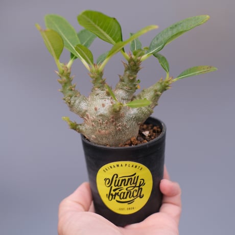 パキポディウムウィンゾリー | STORES