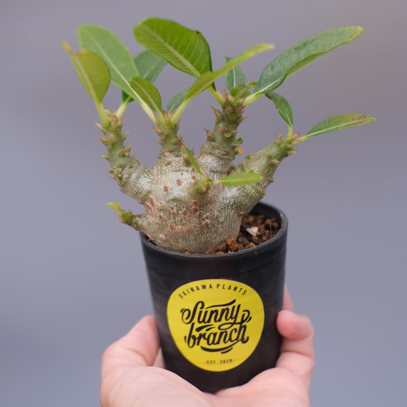 パキポディウム ウィンゾリー 国内実生株・鉢付 パキポディウム ウィンゾリー(実生苗) | ソレトナ植物店