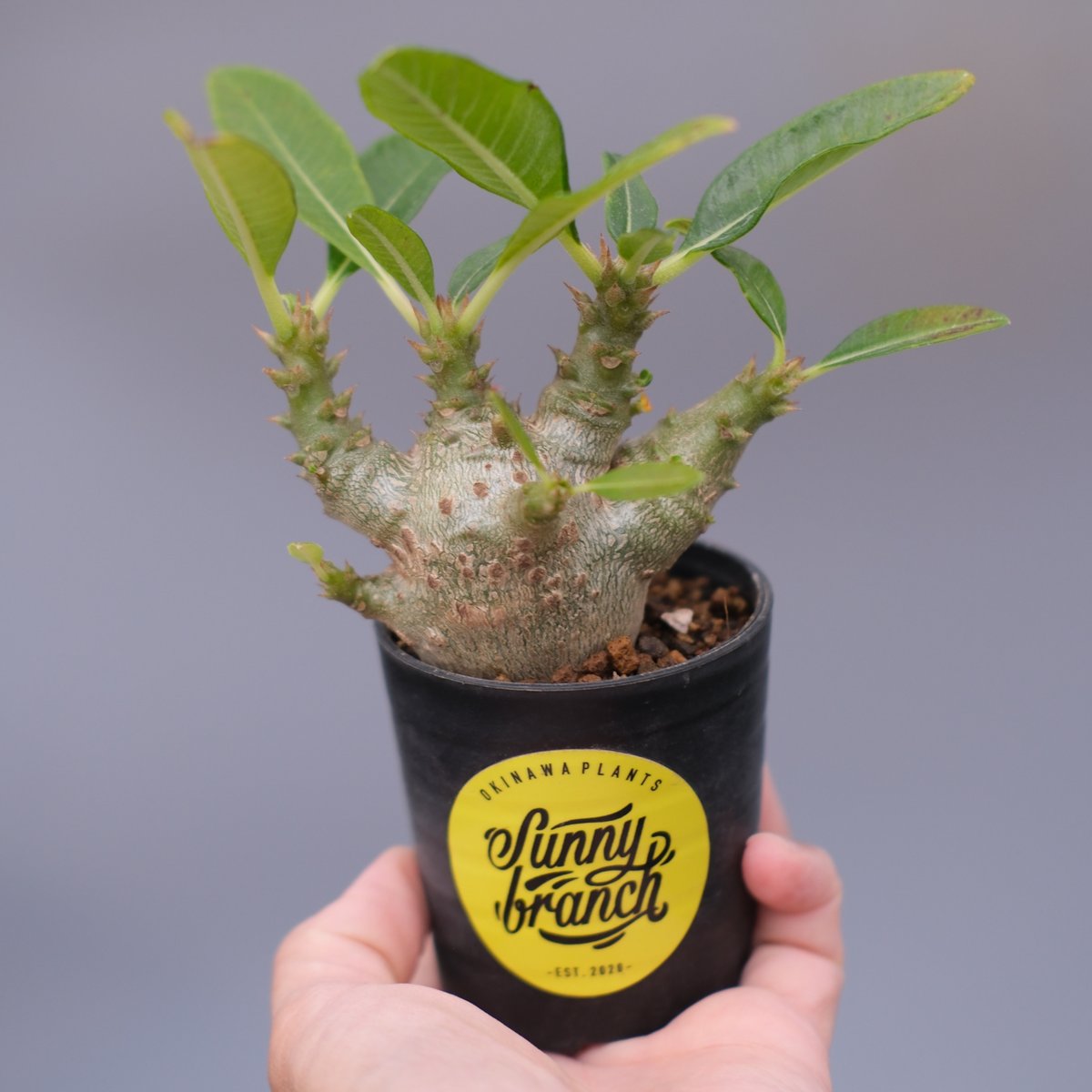 パキポディウム ウィンゾリー 実生株 101 Pachypodium windsorii |