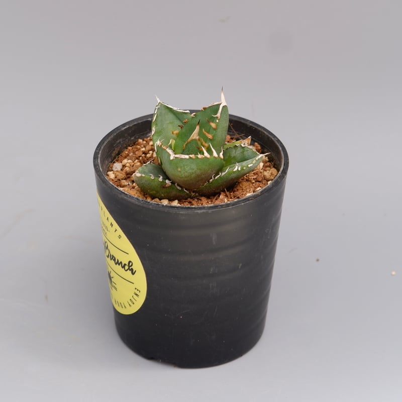 アガベ オテロイ 実生株 Agave oteroi seeding 096 | Sunny