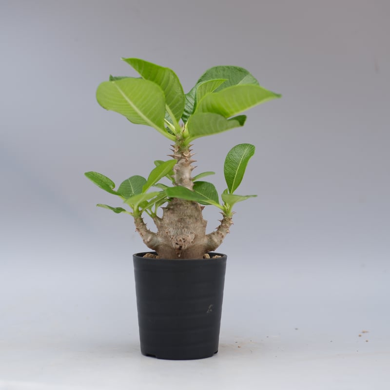 パキポディウム ウィンゾリー 実生株 058 Pachypodium windsorii |