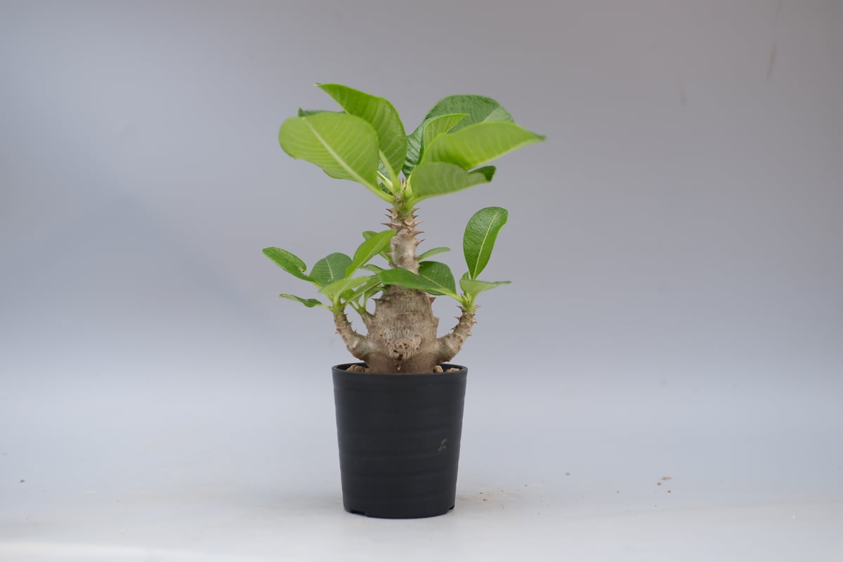 実生株　パキポディウム ウィンゾリー⑦ パキポディウム ウィンゾリー 【実生】GM2402207 | RAFLUM