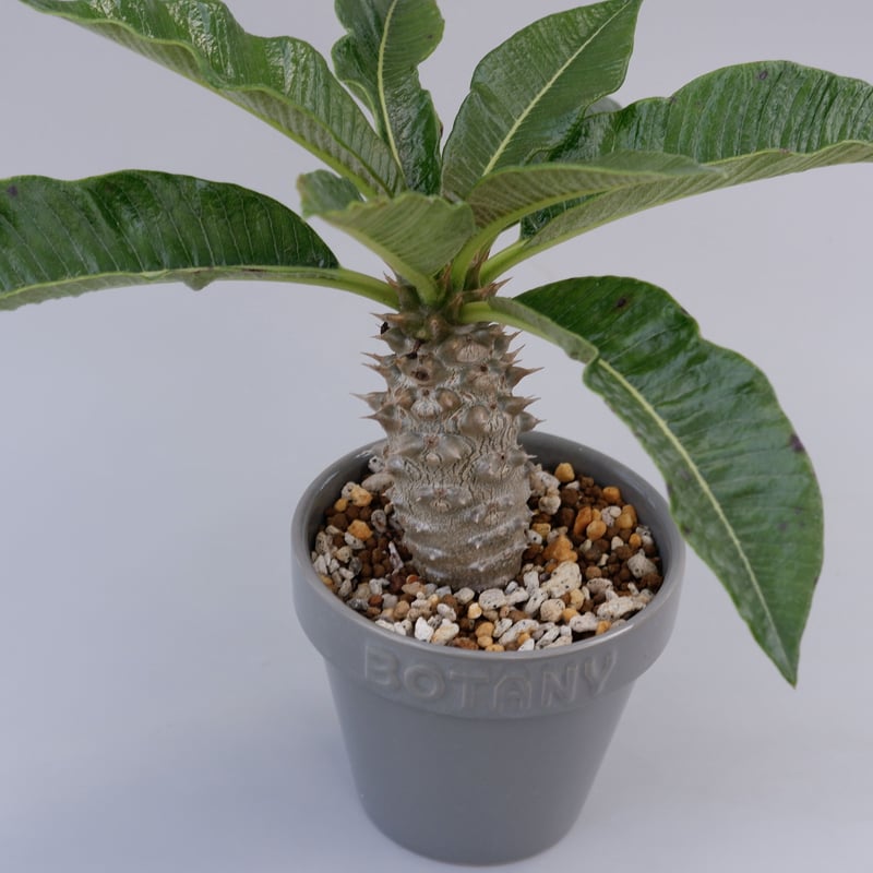 たいひび 国内実生 パキポディウムバロニー バロニー Pachypodium baroniik【パキポディウム・バロニー・実生