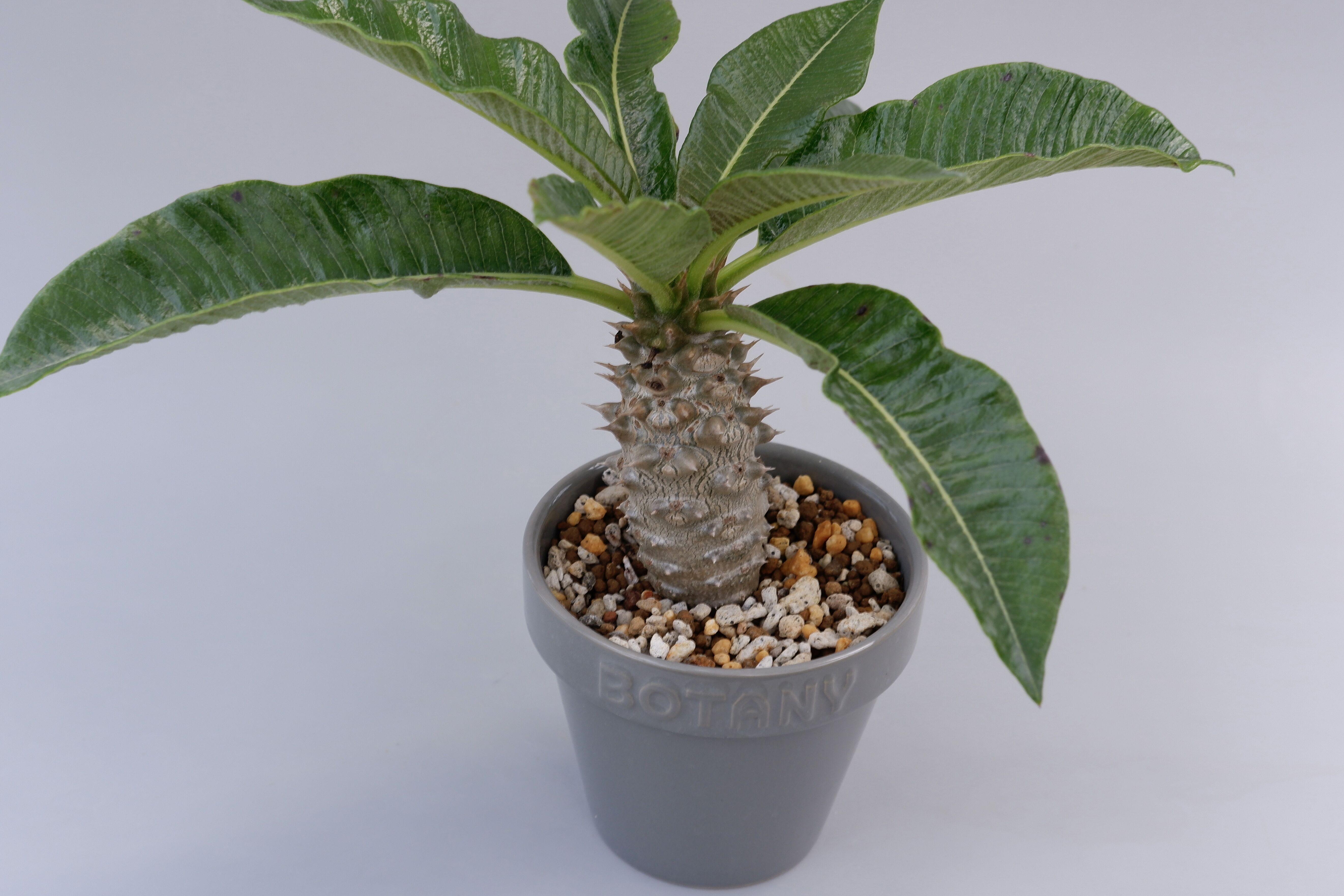 パキポディウム バロニー実生株002 Pachypodium baronii | Sunny