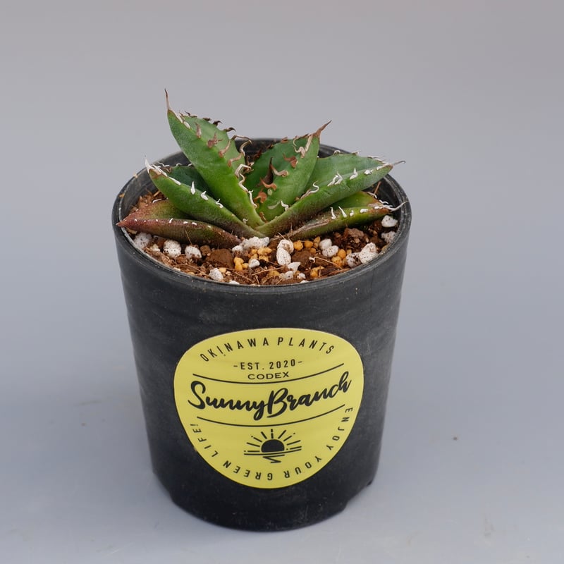 アガベ オテロイ 実生株 Agave oteroi seeding 072 | Sunny