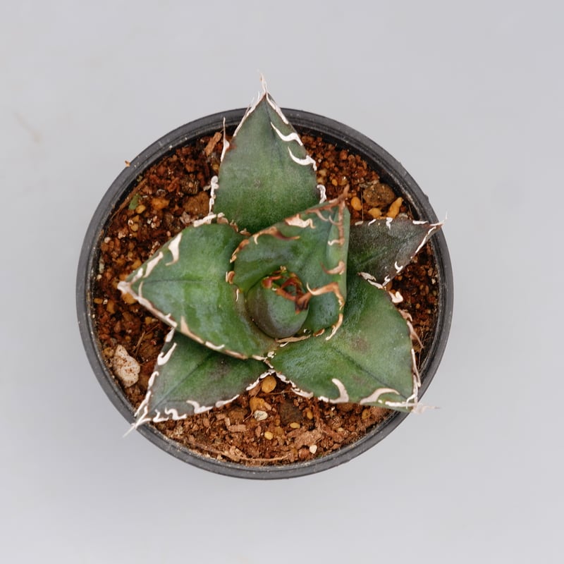 アガベ チタノタ 白鯨 Agave titanota white whale 146 | Su