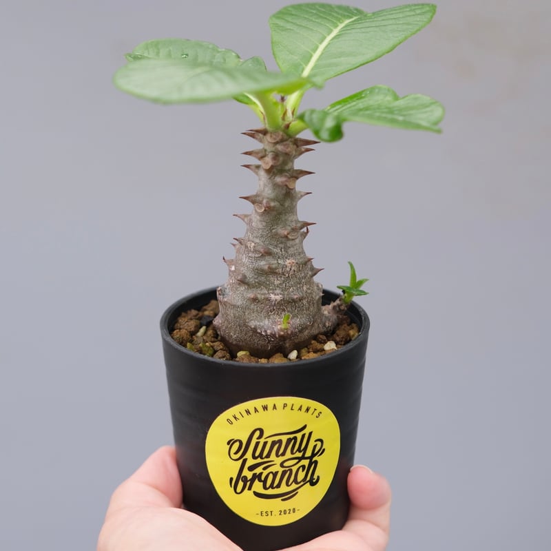 パキポディウム ウィンゾリー 実生株 030 Pachypodium windsorii |