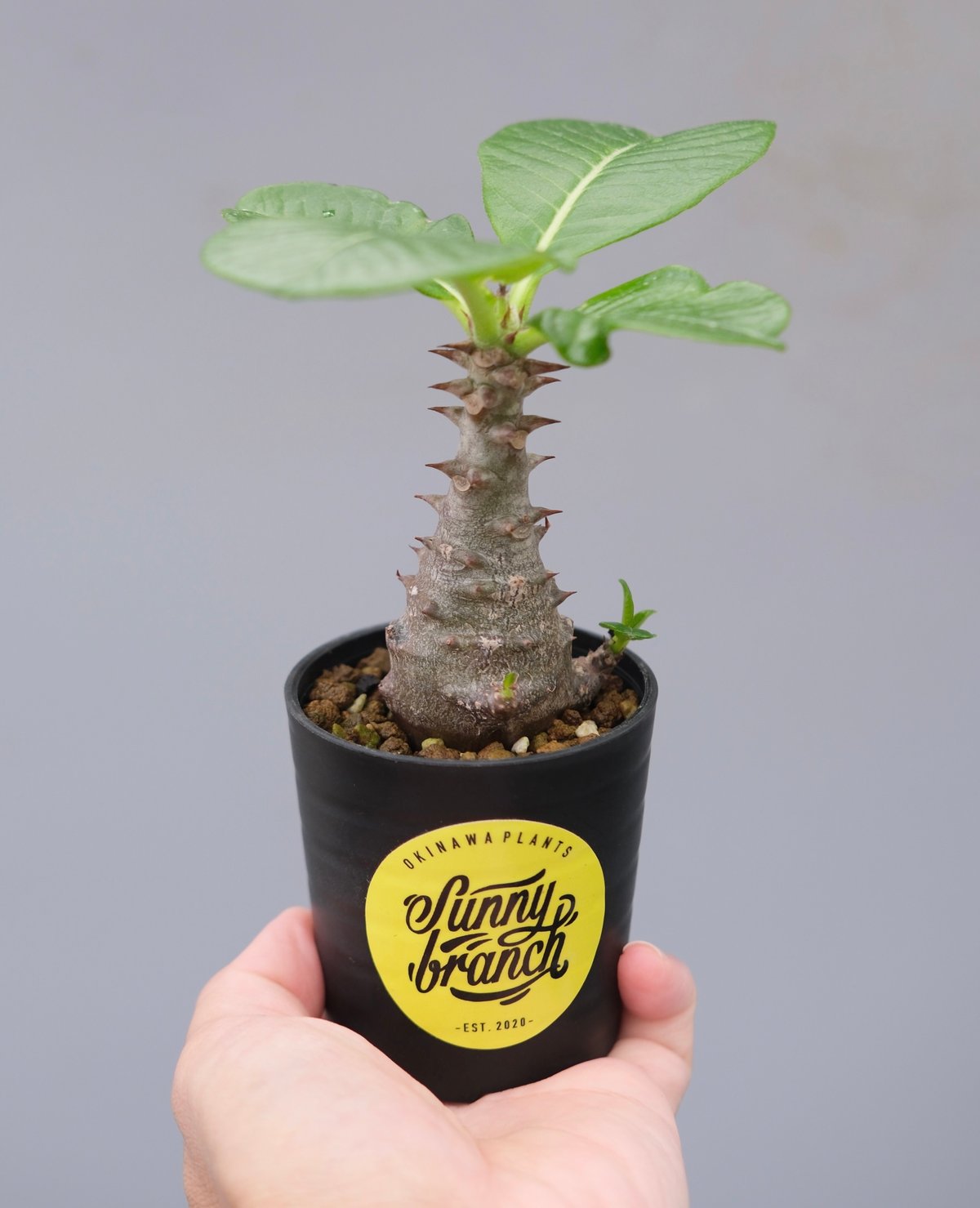 パキポディウム ウィンゾリー 実生株 030 Pachypodium windsorii |