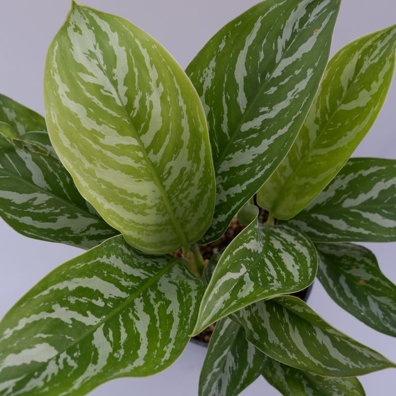 アグラオネマ ニティドゥーム カーティシー Aglaonema nitidum Curtisi