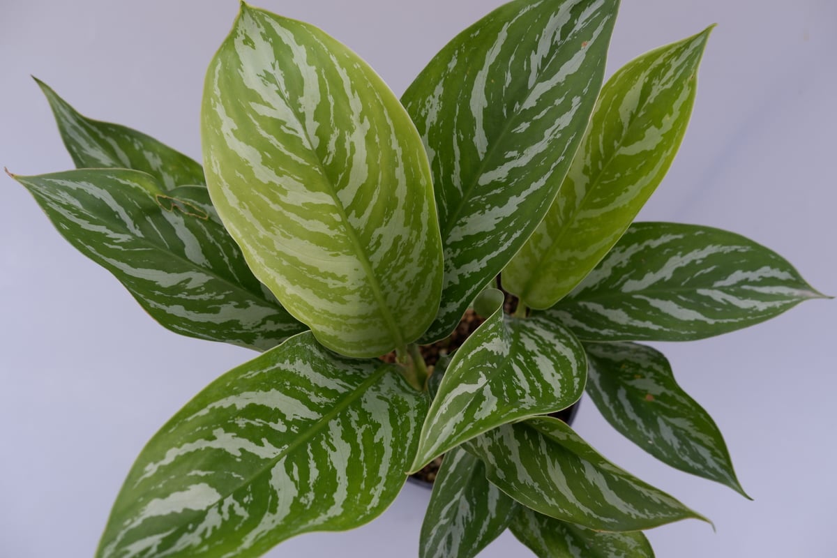 アグラオネマ ニティドゥーム カーティシー Aglaonema nitidum アグラオネマ ニティドゥーム カーティシー Aglaonema nitidum